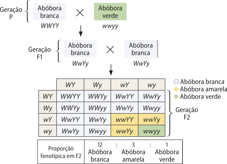 Esquema representando o cruzamento entre abóboras de casca verde e branca. Geração P: genótipo W maiúsculo W maiúsculo Y maiúsculo Y maiúsculo, fenótipo branca com genótipo w minúsculo w minúsculo y minúsculo y minúsculo. Geração F 1: W maiúsculo w minúsculo Y maiúsculo y minúsculo, fenótipo branca realiza cruzamento com outro indivíduo de genótipo e fenótipos iguais. F 2: possíveis resultados do cruzamento entre F 1: Genótipo: W maiúsculo W maiúsculo Y maiúsculo Y maiúsculo. Fenótipo: branca. Genótipo: W maiúsculo W maiúsculo Y maiúsculo y minúsculo. Fenótipo: branca. Genótipo: W maiúsculo w minúsculo Y maiúsculo Y maiúsculo. Fenótipo: branca. Genótipo: W maiúsculo w minúsculo Y maiúsculo y minúsculo. Fenótipo: branca. Genótipo: W maiúsculo W maiúsculo Y maiúsculo y minúsculo. Fenótipo: branca. Genótipo: W maiúsculo W maiúsculo y minúsculo y minúsculo. Fenótipo: branca. Genótipo: W maiúsculo w minúsculo Y maiúsculo y minúsculo. Fenótipo: branca. Genótipo: W maiúsculo w minúsculo y minúsculo y minúsculo. Fenótipo: branca. Genótipo: W maiúsculo w minúsculo Y maiúsculo Y maiúsculo. Fenótipo: branca. Genótipo: W maiúsculo w minúsculo Y maiúsculo y minúsculo. Fenótipo: branca. Genótipo: w minúsculo w minúsculo Y maiúsculo Y maiúsculo. Fenótipo: amarela. Genótipo: w minúsculo w minúsculo Y maiúsculo y minúsculo. Fenótipo: amarela. Genótipo: W maiúsculo w minúsculo Y maiúsculo y minúsculo. Fenótipo: branca. Genótipo: W maiúsculo w minúsculo y minúsculo y minúsculo. Fenótipo: branca. Genótipo: w minúsculo w minúsculo Y maiúsculo y minúsculo. Fenótipo: amarela. Genótipo: w minúsculo w minúsculo y minúsculo y minúsculo. Fenótipo: verde. Proporção fenotípica em F 2: 12 abóboras brancas por 3 abóboras amarelas por 1 abóbora verde.