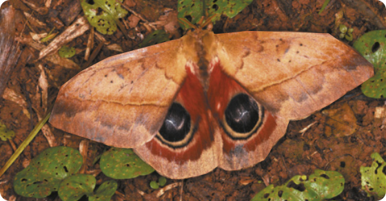 Fotografia de uma borboleta pousada no solo. As asas são predominantemente marrons, com duas manchas pretas em cada asa, na parte inferior, que se assemelham a olhos. A envergadura das asas possui aproximadamente 14 centímetros.