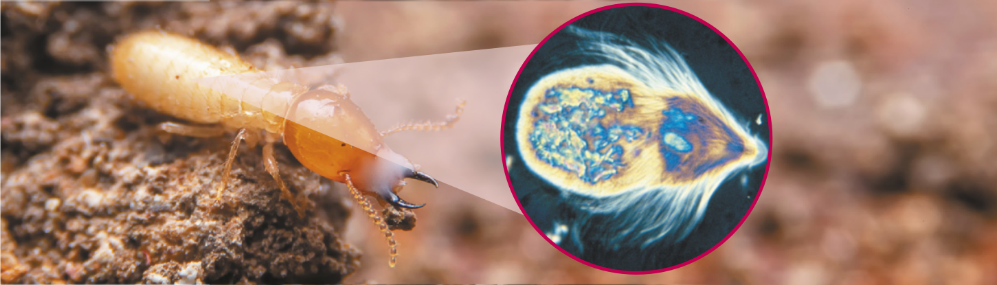 Fotografia de um cupim na terra com o protozoário, em imagem de microscopia, no detalhe. O cupim é um inseto com abdômen grande e alongado em relação ao resto do corpo. Possui mandíbulas afiadas em forma de garra. Mede cerca de 5 milímetros. O protozoário tem forma alongada, com uma ponta arredondada e outra ligeiramente pontuda. Possui diversos filamentos saindo do seu exterior.