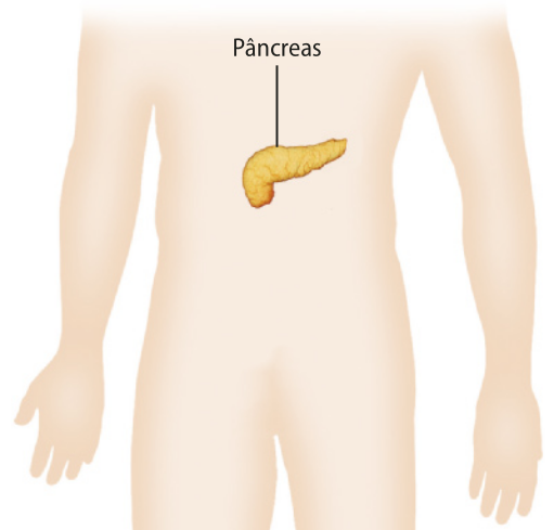 Ilustração do tronco humano com o pâncreas localizado na parte superior do abdômen. O órgão tem a superfície cheia de protuberâncias, forma tubular em posição horizontal com relação ao corpo, mas com uma das pontas voltada para baixo.
