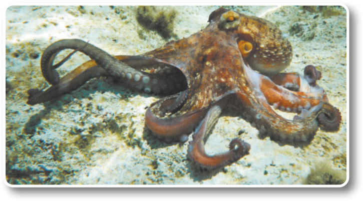 Fotografia de um polvo sobre o fundo do mar. É um molusco de corpo mole com oito tentáculos que saem de sua cabeça. Os olhos estão localizados na cabeça, lado a lado. Cada tentáculo possui um conjunto de ventosas, alinhadas na parte interna dos tentáculos. Os indivíduos possuem aproximadamente um metro.