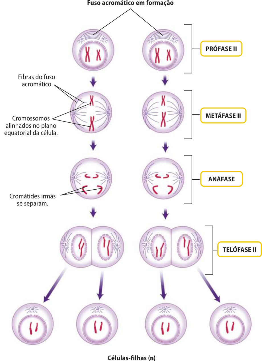 Esquema representando as fases da meiose 2. Prófase 2: duas células com fuso acromático em formação, centríolos se deslocando para as extremidades das células e cromátides irmãs visíveis. Metáfase 2: Os cromossomos estão pareados no plano equatorial das células. Anáfase 2: Cromátides irmãs se separam, sendo puxadas em direção aos centríolos pelo fuso acromático. Telófase 2: Ocorre a constrição no centro das células, dando origem a quatro células filhas n.