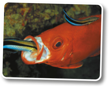 Fotografia de um bodião-limpador dentro da boca aberta de um Priacanthus hamrur. Outro bodião nada próximo deles. O Priacanthus hamrur é um peixe de corpo ovalado e comprimido lateralmente. A cabeça é grande em relação ao corpo, com olhos também grandes e circulares, ficam nas laterais da cabeça. A boca é ampla, voltada ligeiramente para cima. As nadadeiras são bem desenvolvidas, com a dorsal se estendendo ao longo do dorso e a caudal em forma de meia-lua. As escamas são visíveis e cobrem todo o corpo. Possui cerca de 19 centímetros de comprimento.