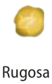 Ilustração de um grão de ervilha amarela rugosa.