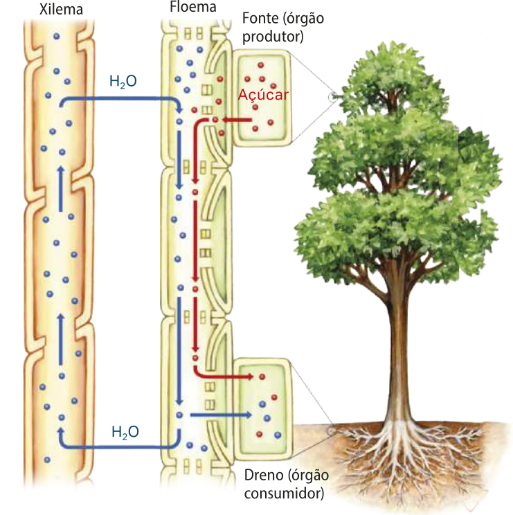 Esquema representando o transporte de seiva orgânica em uma árvore angiosperma. O órgão produtor de açúcar localizado na copa da árvore libera açúcar para o floema. O xilema libera água para o floema. A água e o açúcar seguem para o dreno, órgão consumidor.