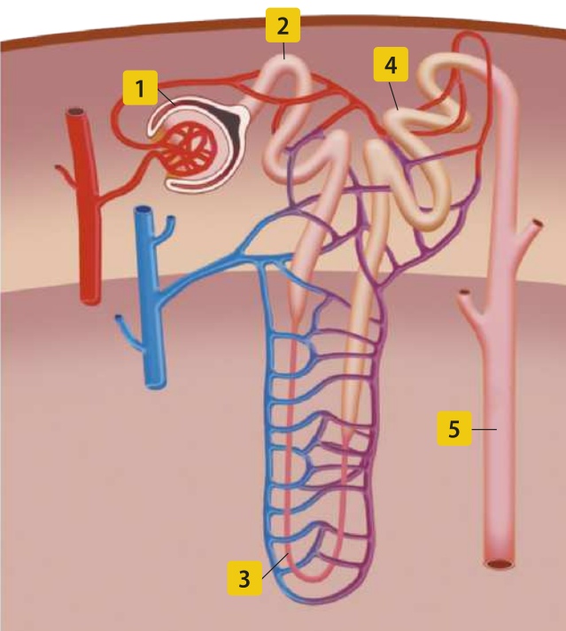 Esquema representando a estrutura anatômica de um néfron. Estão representados a artéria renal e suas ramificações, o glomérulo, a cápsula glomerular (1), o túbulo proximal (2), a alça néfrica (3), o túbulo distal (4), o ducto coletor (5) e a veia renal e suas ramificações.