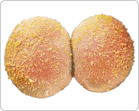 Imagem de microscopia de duas células esféricas iguais, lado a lado.