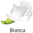 Ilustração de uma flor de ervilha com as pétalas brancas.