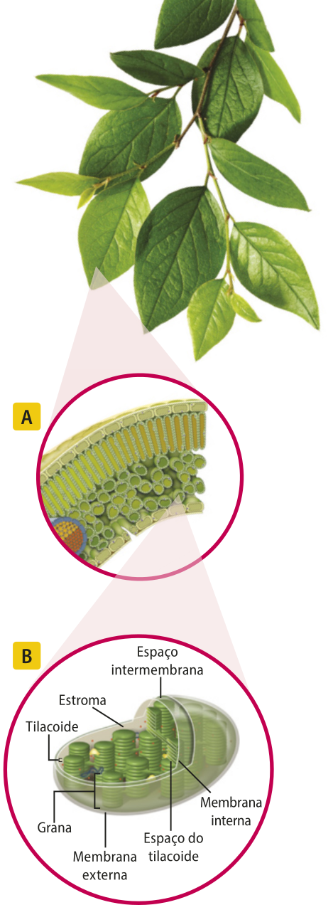 Esquema mostrando folhas de uma planta. A figura A mostra o corte de uma folha ampliada, onde é possível verificar a membrana plasmática e a parede celular, e, internamente, diversas organelas esféricas, os cloroplastos. A figura B mostra um cloroplasto ampliado. Estão identificadas a membrana que envolve toda a organela, a membrana interna que reveste o interior da organela, o espaço intermembranas. O estroma é o fluido que permeia as estruturas do cloroplasto. Organizados em pilha, estão os discos chamados de tilacoides, cada pilha se chama grana. A parte interna do tilacoide se chama espaço do tilacoide.