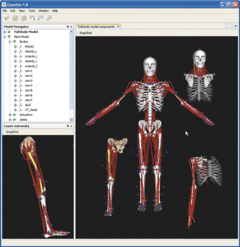 Imagem de modelo do sistema esquelético humano representado em programa de computador.