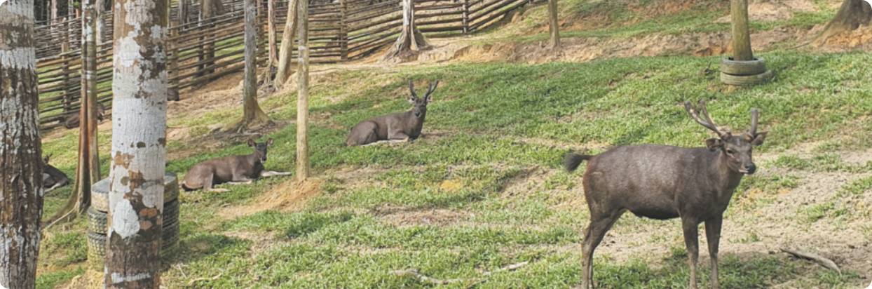 Fotografia de três sambares, que são animais de grande porte com galhadas na cabeça. Eles estão em um campo com grama e algumas árvores.