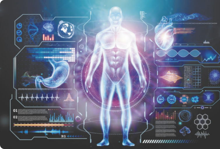 Imagem de um modelo virtual de corpo humano.
