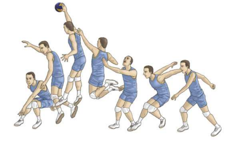 Ilustração representando um jogador de vôlei executando uma cortada, em sete etapas. Elas são as seguintes: 1. O jogador está correndo; 2. O jogador se abaixa, flexionando os joelhos, e joga os braços para trás, preparando-se para saltar; 3. O jogador ergue o braço esquerdo, mantendo o braço direito junto ao corpo para saltar; 4. O jogador salta com os joelhos flexionados; 5. No ar, ele estende as pernas e abaixa o braço esquerdo, cortando a bola no alto com o braço direito, batendo nela com a palma da mão; 6. Ele inicia a descida em direção ao chão, abaixando os braços e flexionando os joelhos; 7. O jogador cai no chão com os joelhos flexionados e o tronco inclinado, absorvendo o impacto da queda.