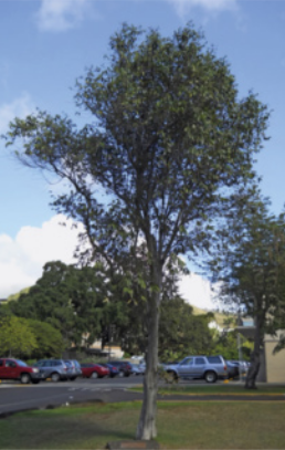 Fotografia de uma árvore. Há uma árvore de tronco fino e folhas pequenas em um gramado, com uma placa na base do tronco. Ao fundo, há um estacionamento com muitos carros, mais árvores, e um céu azul.
