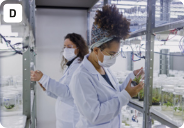 D. Fotografia de duas mulheres segurando amostras em um laboratório. Uma das mulheres, que está mais a frente, segura e olha para um pote de vidro tampado com algo dentro. Outra mulher, mais ao fundo da imagem, também segura e olha para um pote de vidro tampado. Ambas usam máscaras cirúrgicas que cobrem seus narizes e bocas. De ambos os lados da fotografia, há estantes de metal iluminadas, contendo muitos potes de vidro.