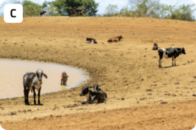 C. Fotografia de vacas em um ambiente de solo arenoso. Há um pequeno lago com água de cor amarronzada. Ao fundo, há algumas árvores e arbustos.