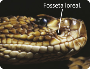 Fotografia de uma cabeça de uma cobra, em destaque um pequeno orifício, abaixo do olho, logo acima da boca. Com uma seta escrita Fosseta Loreal.