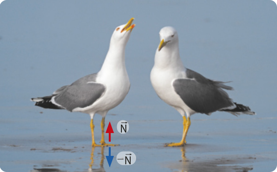 Fotografia de duas aves, uma de frente para a outra. Elas são brancas com as asas escuras. Duas setas, estão ilustradas na pata de uma das aves. Na seta apontando para cima está a letra N e na seta apontando para baixo a letra -N.