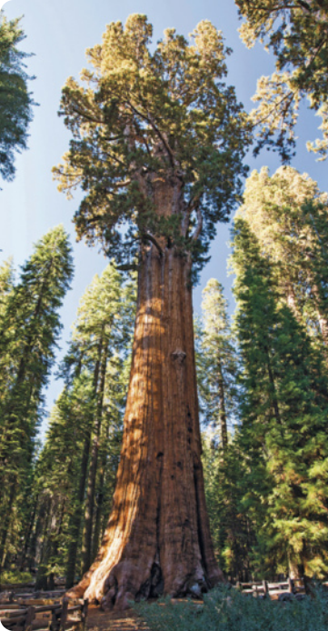 Fotografia de uma árvore sequoia. A árvore é muito alta, com tronco largo e comprido, no alto uma pequena copa. Vegetação ao fundo.