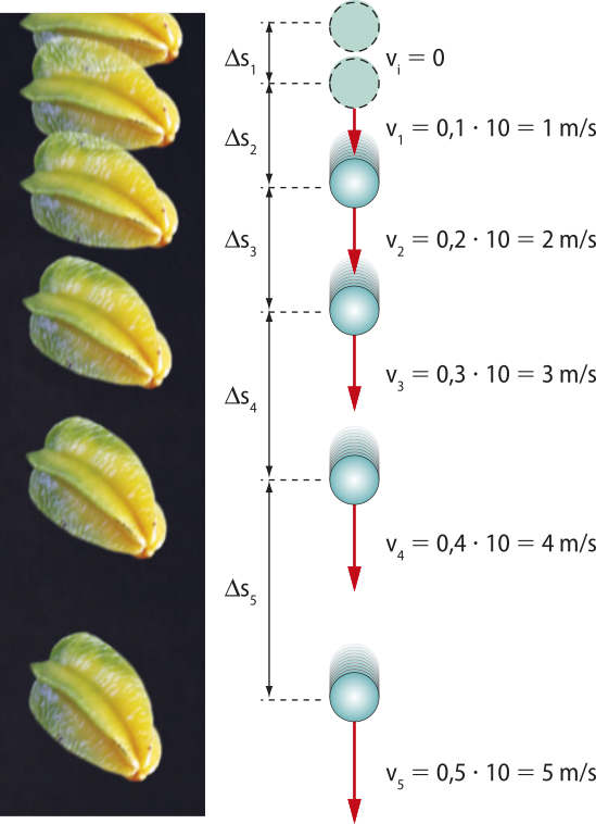 Composição de duas imagens, dispostas lado a lado: à esquerda, montagem fotográfica da queda de uma carambola, a qual foi capturada em 6 momentos distintos durante a queda; à direita, esquema ilustrativo pareado à fotografia, mostrando a variação da velocidade da carambola em queda livre ao longo do tempo, com a carambola representada por uma esfera. A carambola descreve uma trajetória vertical orientada para baixo (representada em cada esfera por uma seta vermelha, o vetor). Há 5 posições crescentes em distância entre os diferentes momentos da esfera. O início da queda é dado por v i igual a 0. Delta S 1 representa a distância entre o 1º e o 2º registro fotográfico da carambola. Delta S 2 representa a distância entre o 2º e o 3º registro. v 1 igual a 0,1 vezes 10 igual a 1 metro por segundo. Delta S 3 representa a distância entre o 3º e o 4º registro. v 2 igual a 0,2 vezes 10 igual a 2 metros por segundo. Delta S 4 representa a distância entre o 4º e o 5º registro. v 3 igual a 0,3 vezes 10 igual a 3 metros por segundo. Delta S 5 representa a distância entre o 5º e o 6º registro. v 2 igual a 0,4 vezes 10 igual a 4 metros por segundo. O último registro, representado pela última esfera, tem o seguinte vetor: v 5 igual a 0,5 vezes 10 igual a 5 metros por segundo.