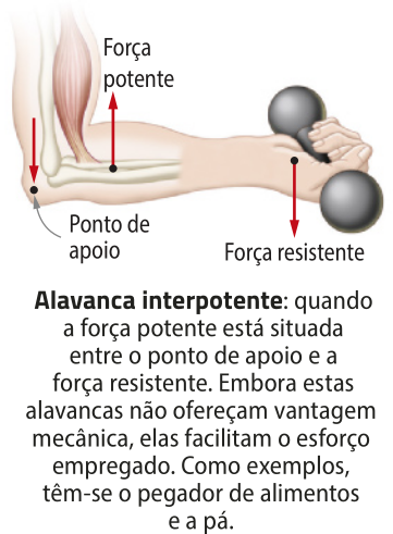 Representação de alavanca interpotente. Um braço de uma pessoa levanta um halter. A 'Força potente' está localizada no músculo do braço[seta vertical para cima]. A 'Força resistente' está na mão da pessoa, segurando o halter. E o ponto de apoio, está no cotovelo[seta vertical, apontando para baixo].