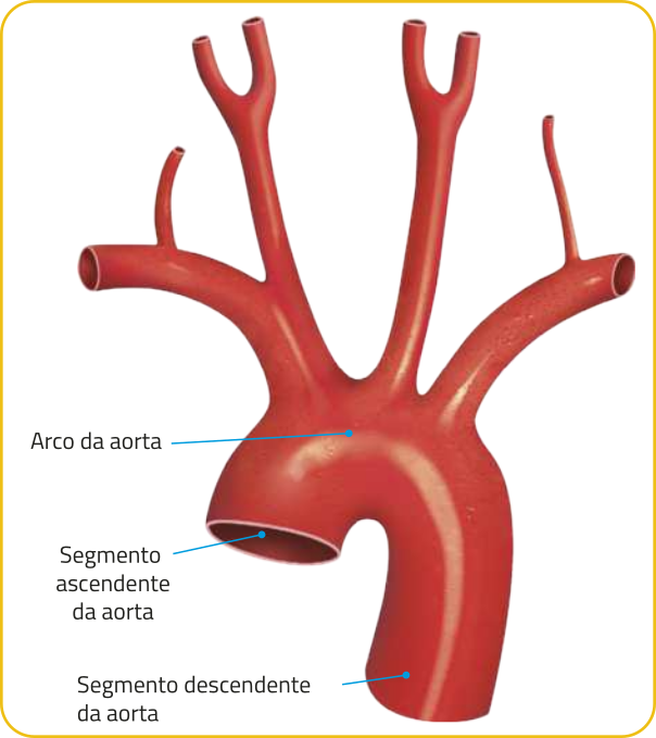 Imagem de uma artéria em forma de cajado. De seu arco partem três ramificações principais voltadas para cima. Estão identificados o segmento ascendente da aorta, o arco da aorta e o segmento descendente da aorta.