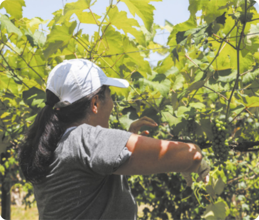 Fotografia de uma mulher de costas, colhendo uvas. Ela usa boné e seu cabelo está preso.