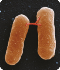 Imagem de microscopia de duas células alongadas, lado a lado.