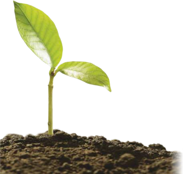 Fotografia de muda de planta despontando do solo.