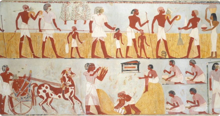 Pintura egípcia representando pessoas e um cavalo com charrete realizando diversas etapas da colheita de uma plantação. Algumas pessoas carregam objetos e outras anotam algo em papéis.
