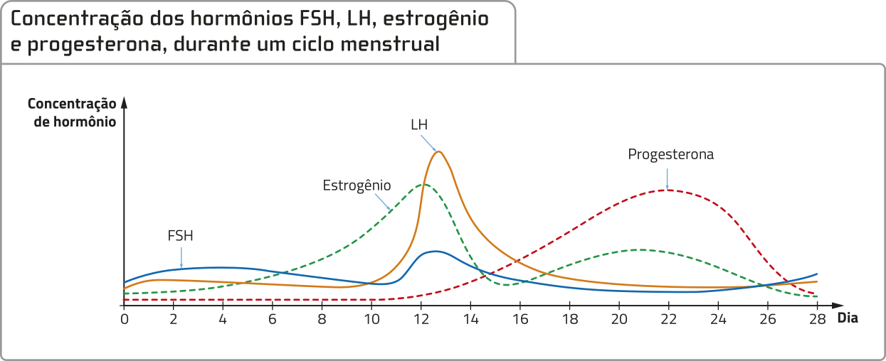 Gráfico de linhas 'Concentração dos hormônios F S H, L H, estrogênio e progesterona, durante um ciclo menstrual'. No eixo horizontal, os dias do ciclo, de 0 a 28. No eixo vertical, a concentração dos hormônios. F S H: começa baixo, tem um pico por volta do dia 12, depois diminui e permanece baixo. L H: baixo no início, tem um pico acentuado por volta do dia 14, diminuindo rapidamente depois. Estrogênio: aumenta progressivamente até o dia 12, quando atinge seu máximo, e em seguida cai bruscamente até o dia 14. Em seguida, volta a subir e progressivamente até em torno do dia 21, quando passa a diminuir progressivamente. Progesterona: muito baixa até o dia 12, quando passa a aumentar progressivamente até o dia 22, diminuindo no final.