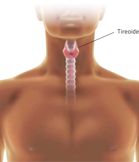 Imagem de silhueta de torço e pescoço de um homem, com a traqueia e a tireoide visíveis.