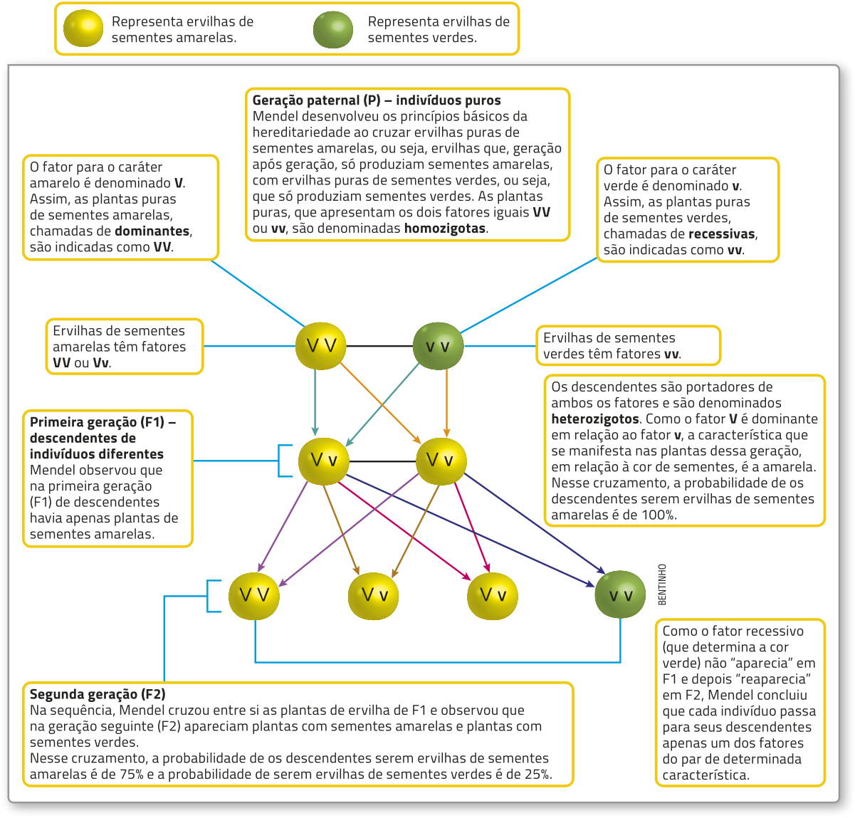Esquema explicativo sobre os experimentos de Gregor Mendel com ervilhas. A imagem apresenta três gerações de plantas, com duas variações de cor: sementes amarelas e sementes verdes. Cada ervilha é identificada por duas letras. Na parte superior, há duas ervilhas: uma amarela, à esquerda, identificada como V maiúsculo V maiúsculo, e uma verde, à direita, identificada como v minúsculo v minúsculo. Junto dessa representação, há o seguinte texto explicativo: 'Geração parental (P): Indivíduos puros. Mendel desenvolveu os princípios básicos da hereditariedade ao cruzar ervilhas puras de sementes amarelas, ou seja, ervilhas que, geração após geração, só produziam sementes amarelas, com ervilhas puras de sementes verdes, ou seja, que só produziam sementes verdes. As plantas puras, que apresentam os dois fatores iguais V maiúsculo V maiúsculo ou v minúsculo v minúsculo, são denominadas homozigotas.' Ao lado da ervilha amarela, está o texto: 'O fator para o caráter amarelo é denominado V maiúsculo. Assim, as plantas puras de sementes amarelas, chamadas de dominantes, são indicadas como V maiúsculo V maiúsculo. Ervilhas de sementes amarelas têm fatores V maiúsculo V maiúsculo ou V maiúsculo v minúsculo.' Ao lado da ervilha verde, está o texto: 'O fator para o caráter verde é denominado v minúsculo. Assim, as plantas puras de sementes verdes, chamadas de recessivas, são indicadas como v minúsculo v minúsculo. Ervilhas de sementes verdes têm fatores v minúsculo v minúsculo.' De cada ervilha paternal, partem duas setas que apontam para outras duas ervilhas amarelas, abaixo delas, identificadas como V maiúsculo v minúsculo. Elas estão acompanhadas pelo texto: 'Primeira geração (F1): descendentes de indivíduos diferentes. Mendel observou que na primeira geração de descendentes havia apenas plantas de sementes amarelas. Os descendentes são portadores de ambos os fatores e são denominados heterozigotos. Como o fator V maiúsculo é dominante em relação ao fator v minúsculo, a característica que se manifesta nas plantas dessa geração, em relação à cor das sementes, é a amarela. Nesse cruzamento, a probabilidade de os descendentes serem ervilhas de sementes amarelas é de 100 por cento.' De cada ervilha amarela partem 4 setas apontando para 4 outras ervilhas, abaixo delas: 3 amarelas, identificadas como V maiúsculo V maiúsculo, V maiúsculo v minúsculo, V maiúsculo v minúsculo; e uma verde, identificada como v minúsculo v minúsculo. As 4 ervilhas estão acompanhadas do texto: 'Segunda geração (F2). Na sequência, Mendel cruzou entre si as plantas de ervilha de F1 e observou que na geração seguinte (F2) apareciam plantas com sementes amarelas e plantas com sementes verdes. Nesse cruzamento, a probabilidade de os descendentes serem ervilhas de sementes amarelas é de 75 por cento e a probabilidade de serem ervilhas de sementes verdes é de 25 por cento. Como o fator recessivo (que determina a cor verde) não “aparecia” em F1 e depois “reaparecia” em F2, Mendel concluiu que cada indivíduo passa para seus descendentes apenas um dos fatores do par de determinada característica.'.