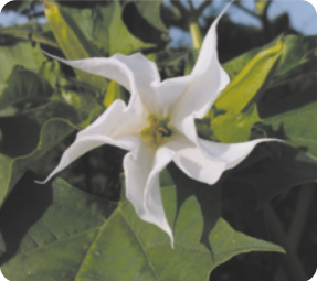 Fotografia de uma flor no meio da vegetação. A flor possui cinco pétalas finas e alongadas, com pontas curvas, formando um desenho de espiral.