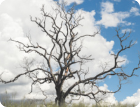 Fotografia de uma árvore seca. A árvore está sem folhas, com galhos finos e retorcidos se espalhando em várias direções. Ao fundo, o céu está parcialmente nublado, com áreas de nuvens brancas e trechos de céu azul.
