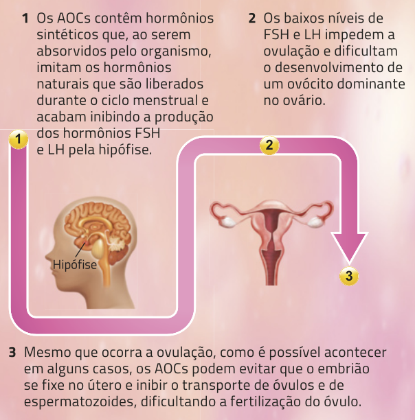 Esquema ilustrativo que mostra o ciclo de ação dos anticoncepcionais orais combinados (AOCs), com três etapas numeradas acompanhadas de textos explicativos: 1: Os AOCs contêm hormônios sintéticos que, ao serem absorvidos pelo organismo, imitam os hormônios naturais que são liberados durante o ciclo menstrual e acabam inibindo a produção dos hormônios F S H e L H pela hipófise; 2: Os baixos níveis de F S H e L H impedem a ovulação e dificultam o desenvolvimento de um ovócito dominante no ovário; 3: Mesmo que ocorra a ovulação, como é possível acontecer em alguns casos, os AOCs podem evitar que o embrião se fixe no útero e inibir o transporte de óvulos e de espermatozoides, dificultando a fertilização do óvulo. As etapas são conectadas por setas que indicam o fluxo do processo. Há também a imagem de um cérebro visto em perfil com indicação da hipófise e a imagem de um útero.