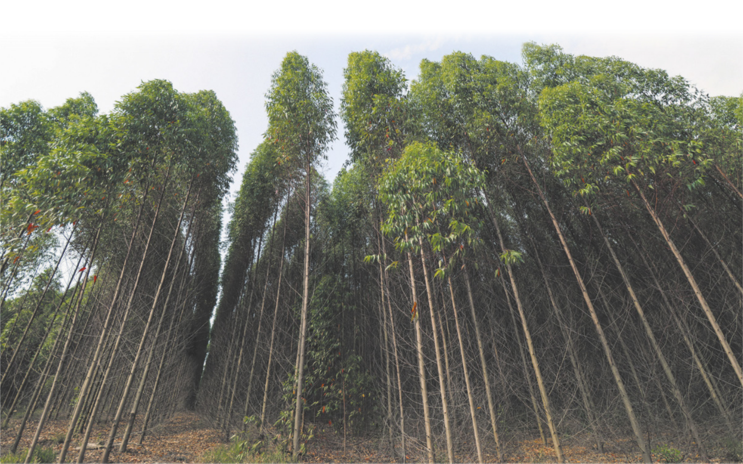 Fotografia de uma plantação de árvores altas com caules finos. As árvores estão dispostas em fileiras regulares, formando uma espécie de corredor entre elas. As copas se concentram na parte superior e o solo está parcialmente visível e coberto por folhas secas.