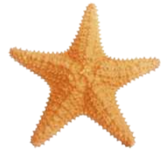 Fotografia de uma estrela-do-mar. A estrela tem cinco braços alongados e simétricos, com textura rugosa.