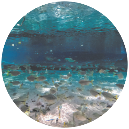 Fotografia do fundo de um rio. Há areia de diversos peixes.