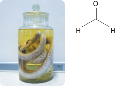 Composição com duas imagens. Há a fotografia de uma cobra morta imersa em um líquido dentro de um frasco. Ao lado, a fórmula estrutural simplificada do seguinte composto: Carbono fazendo ligação dupla com um oxigênio e ligações simples com dois H.