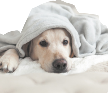 Fotografia de um cachorro deitado, enrolado em uma coberta.