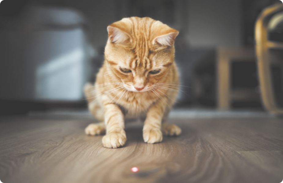 Fotografia de um gato perseguindo um ponto de laser incidindo no piso.