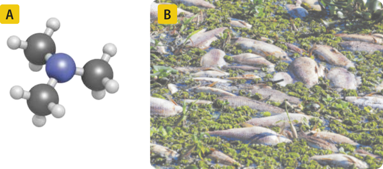 Composição com duas imagens: A. Ilustração de molécula com um átomo central ligado a 3 átomos, que por sua vez estão ligados cada um a 3 átomos menores. B. Fotografia de diversos peixes mortos flutuando na superfície de um corpo d'água.