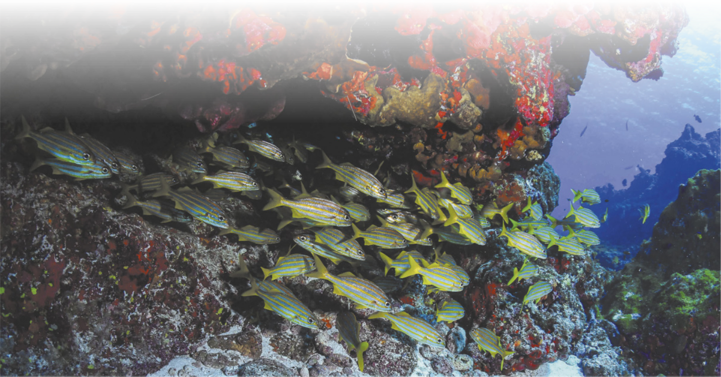 Fotografia do fundo do mar. Há um cardume ao redor de um coral, uma estrutura semelhante a rochas.