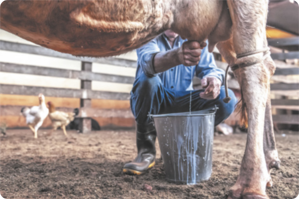 Fotografia de um homem tirando o leite de uma vaca. Abaixo dela há um balde para onde o homem direciona o leite.