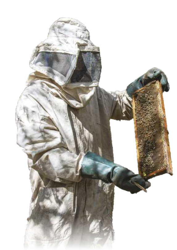 Fotografia de um homem utilizando trajes protetores enquanto segura uma estrutura com favo de mel e abelhas.
