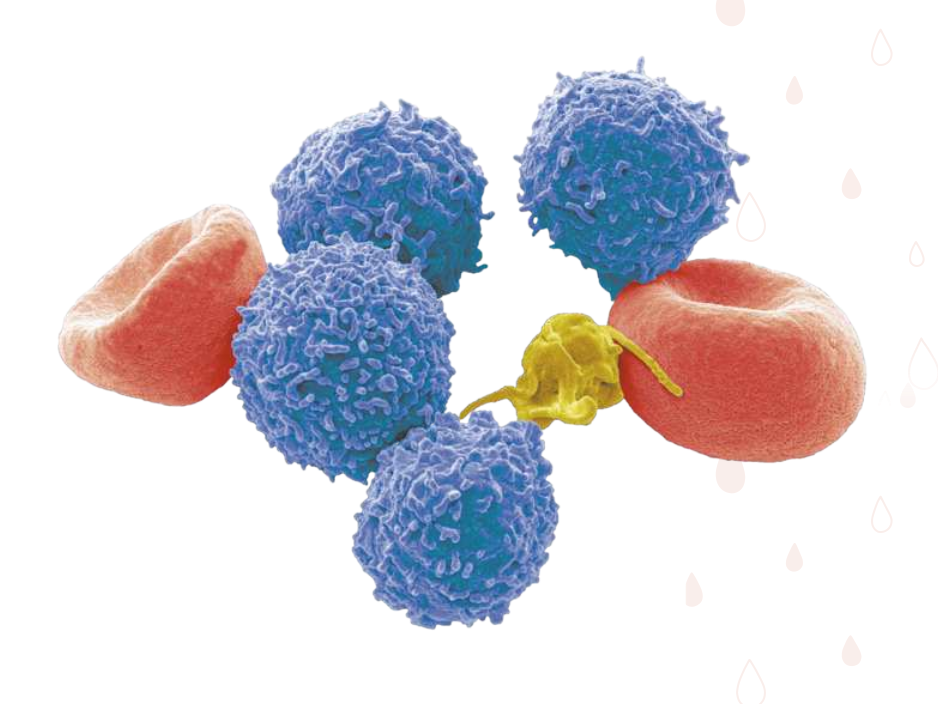 Imagem de microscopia de duas hemácias, que estão na cor vermelha, 4 glóbulos brancos, que estão na cor azul e uma plaqueta, que está em amarelo.