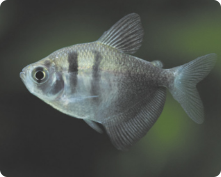 Fotografia de um peixe. Ele tem um formato oval, com olhos posicionados lateralmente e nadadeiras.