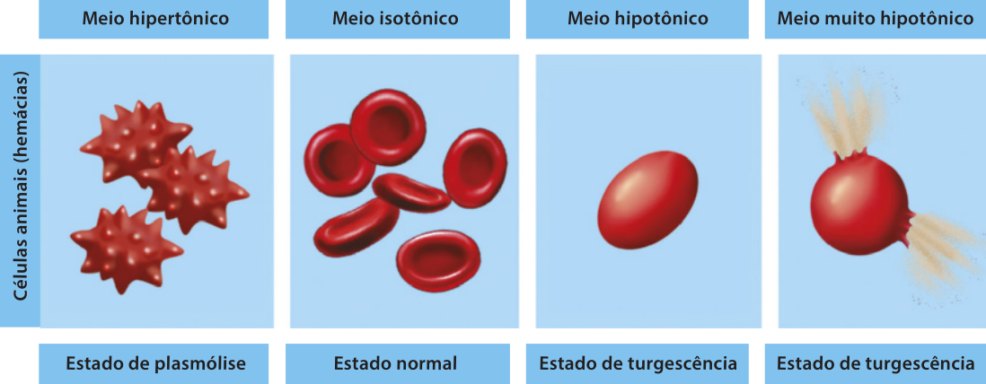 Imagem de quadro com células animais (hemácias) em 4 situações: Meio hipertônico, estado de plasmólise: as células estão murchas. Meio isotônico, estado normal: as células estão com formato de discos. Meio hipotônico, estado de turgescência: a célula está arredondada e com o volume aumentado. Meio muito hipotônico, estado de turgescência: a célula está muito aumentada e está se rompendo.