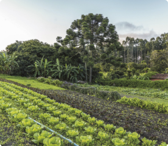 Fotografia de horta com diversos tipos de hortaliças. Ao redor dela há muita vegetação.